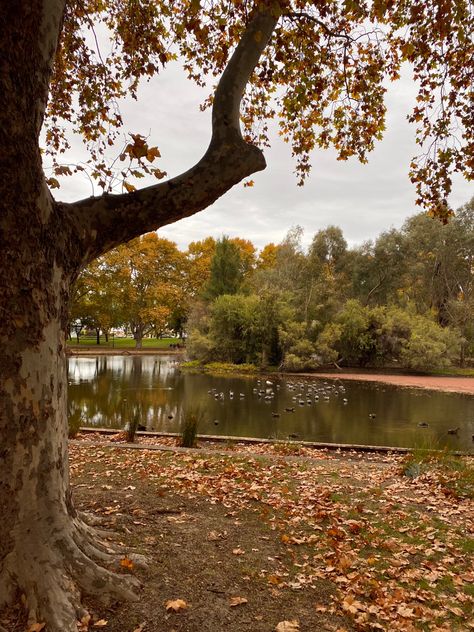 Autumn Park Aesthetic, British Autumn Aesthetic, Hyde Park London Aesthetic, Hyde Park Aesthetic, London Autumn Aesthetic, Autumn In Europe, British Autumn, Autumn London, England Autumn