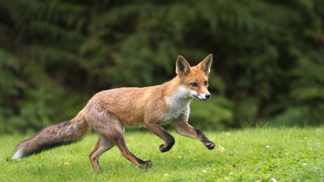 Foxes are able to run between 30 and 40 miles per hour at their fastest depending on the breed. For example, the common red fox has a top running speed of approximately 48 kilometers per hour, which... Fox Walking, What Cats Can Eat, Fox Running, Russian Red, Grey Fox, Animal Sounds, Pet Fox, Baby Fox, Dog Barking