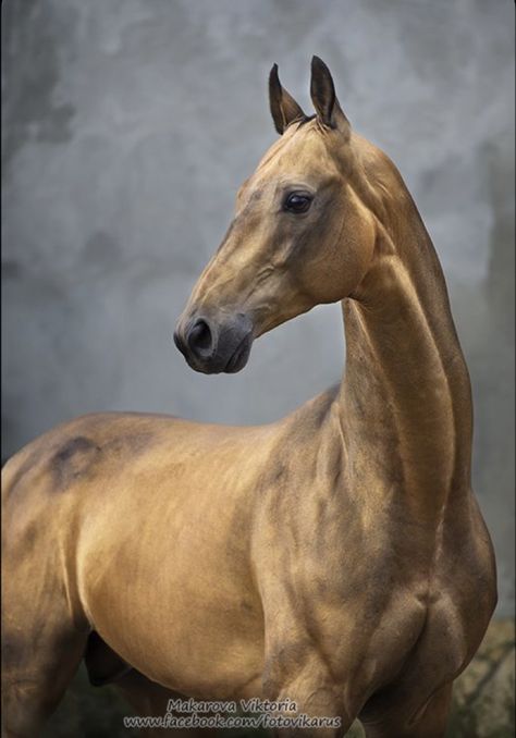 Akhal-teke, Ahal Teke, Akhal Teke Horses, Rare Horses, Horse Pics, Akhal Teke, Most Beautiful Horses, Majestic Horse, All The Pretty Horses