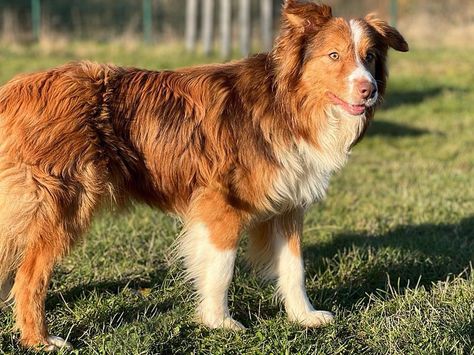 Rescue Dog | Border Collie | Ginger | Dogs Trust Ginger Dogs, Dog Border Collie, Rehome Dog, Largest Dog, Dogs Trust, Border Collie Dog, Rescue Dog, Rescue Dogs, Border Collie