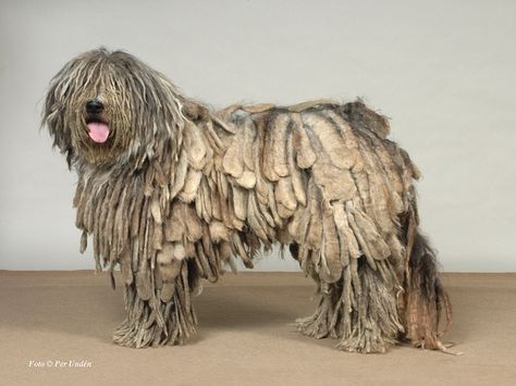 Desde 1300 se determina el uso de estos perros pastoreando rebaños de ovejas típicas de Bérgamo. En los cuatro siglos que siguieron, el Pastor Bergamasco, se ha incrementado con la expansión de la ganadería ovina. Después de 1700, sin embargo, tras una reducción gradual de la actividad pastoral, esta raza comenzó a disminuir su población, hasta casi su extinción durante las dos Guerras Mundiales. Bergamasco Shepherd, Bergamasco Sheepdog, Berger Picard, Herding Dogs Breeds, Lots Of Dogs, Cattle Dogs, Border Collie Mix, Abc Order, Hybrid Dogs