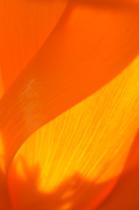 . Petal Photography, Flower Close Up Aesthetic, Flower Reflection Photography, Photos Of Flowers Close Up, Foto Macro, Flower Macro Photography Close Up, Flower Close Up, Orange Crush, Color Inspo