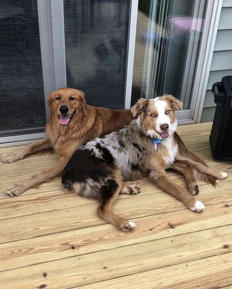 Golden & Aussie BFFS Golden Retriever And Australian Shepherd, Australian Shepherd And Golden Retriever, Golden Aussie, Aussie Shepherd, Dream Life House, Future Life, Australian Shepherd, Dream Life, Cali