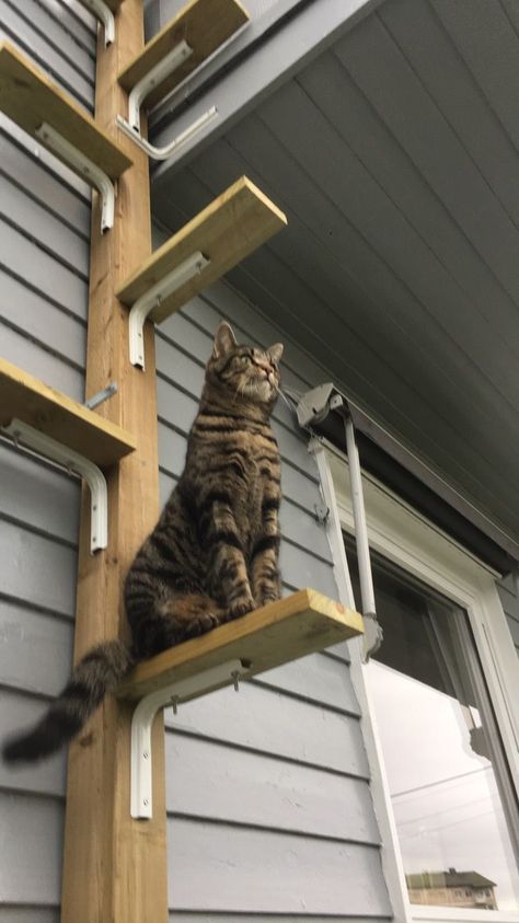 Katt Diy, Cat Playground Outdoor, Katt Grejer, Cat Ladder, Kat Diy, Cat Stairs, Cat Patio, Diy Cat Tree, Outdoor Cat Enclosure