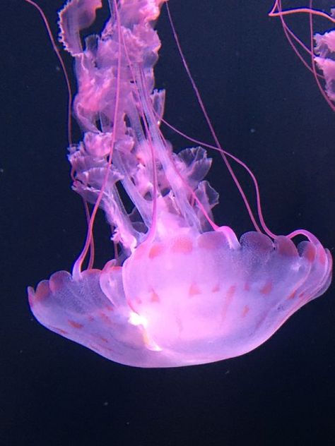 🪼 ! on Twitter: "up and down 🩷 https://t.co/Tti4jDf8Xj" / Twitter Purple Sea Animals, Jellyfish Reference Photo, Pink Jellyfish Aesthetic, Purple Jellyfish Wallpaper, Jellyfish Core, Pink Jellyfish Wallpaper, Jellyfish Pfp, Jellyfish Oc, Phantom Jellyfish