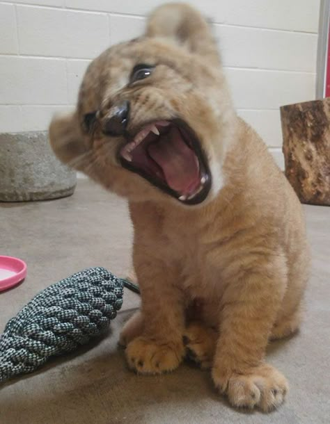 Meet Bahati The Cub, The Adorable Model For Simba In The Lion King Remake | Bored Panda Lion King Remake, Pet Lion, Tattoo Lion, Female Lion, King Lion, Cute Lion, Lion Cub, Baby Lion, Pretty Animals