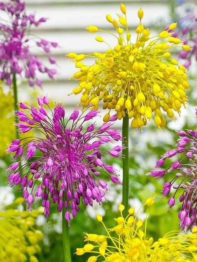 Allium Garden, Summer Flowering Bulbs, Rainbow Garden, Buy Plants Online, Buy Plants, Bulb Flowers, Plants Flowers, Unique Flowers, Colorful Garden