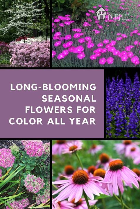 creating seasonal flower and plant groupings with these long-blooming seasonal flowers that bring color all year #landscaping #flowers Dogwood Blooms, Long Blooming Perennials, Purple Door, Landscaping Flowers, Garden Planner, Flower Landscape, Landscaping Tips, Pretty Purple, Seasonal Flowers