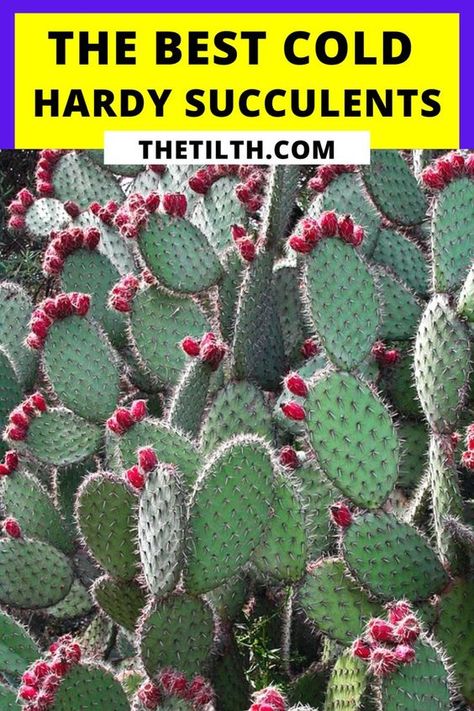 The Best Cold Hardy Succulents Cold Hardy Cactus, Cold Hardy Succulents, Backyard Beehive, Hardy Succulents, Lake Landscaping, Opuntia Cactus, Succulent Ideas, Succulent Gardens, Types Of Succulents