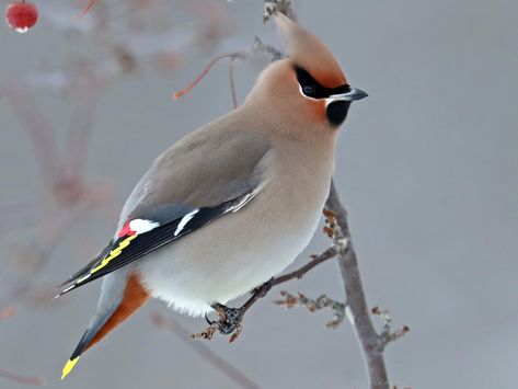 Bohemian Waxwing - eBird Waxwing Bird, Bohemian Waxwing, Fat Bird, Wing Pattern, Cedar Waxwing, Mountain Ash, Backyard Birds, All Birds, Song Bird