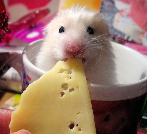 Eatin' cheese. Always cute. Hamster Pictures, A Hamster, Cute Rats, Funny Animal Photos, Cute Hamsters, Pet Rats, Cute Mouse, Animal Friends, Hamsters