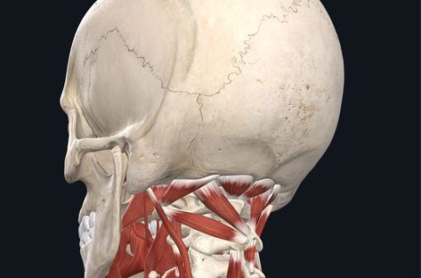 Suboccipital Muscles and Headaches - PhysioStrength Suboccipital Muscles, Relaxing Stretches, Neck Muscle Anatomy, Cranial Sacral Therapy, Neck Headache, Head Muscles, Occipital Neuralgia, Spinal Fluid, Neck Muscles