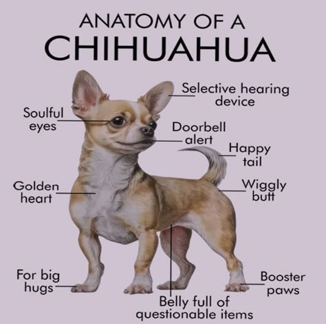 Chewawawa Dog, Types Of Chihuahua, Chihuahua Quotes, Dog Medicine, Deer Head Chihuahua, Chihuahua Funny, Chihuahua Owner, Chihuahua Mom, Chihuahua Art