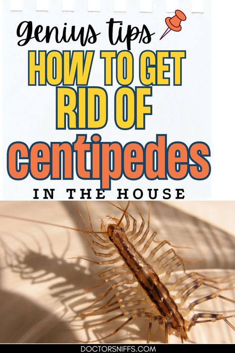 Ideas For Getting Rid Of Centipedes In The House Centipedes, Wave Goodbye, Creepy Crawlies, Do You Know What, The House