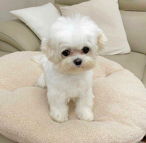 #MiniatureMaltese#maltese puppies for sale Maltipoo Puppies For Sale, Maltese Puppies For Sale, Maltese Puppies, Maltipoo Puppy, Super Cute Puppies, Maltese Dog, Cute Little Puppies, Maltese Puppy