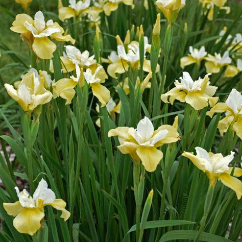 Iris Sibirica, Deer And Rabbit, Siberian Iris, Bigleaf Hydrangea, Black Walnut Tree, Panicle Hydrangea, Hobbit Hole, Border Plants, Clear Tape