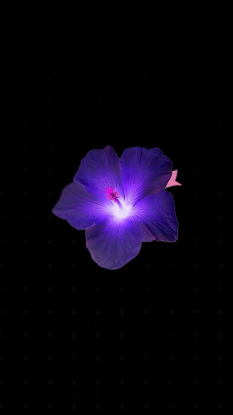 Hibiscus Flower Wallpaper, Purple Hibiscus Flower, Flower Lockscreen, Flowers Black Background, Glowing Flowers, Purple Hibiscus, Purple Flowers Wallpaper, Neon Flowers, Girly Aesthetic