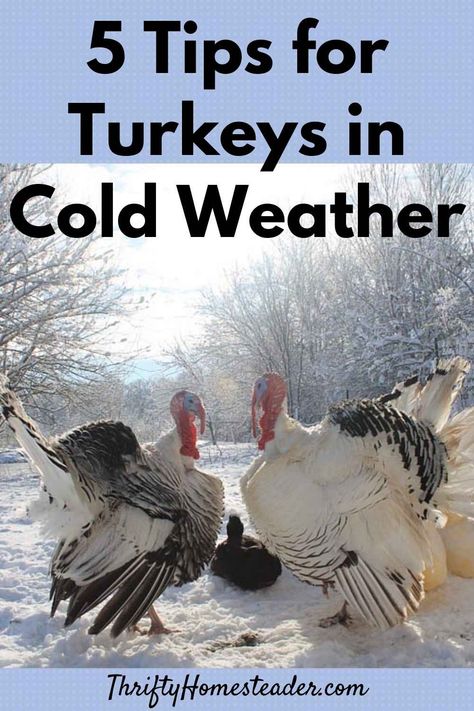 Turkey Roost, Turkey Breeds, Pet Turkey, Heritage Chickens, Raising Turkeys, Turkey Farm, Diy Turkey, Meat Birds, Raising Farm Animals