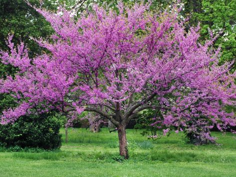 When you look up at the canopy of your shade-giving tree, do you see a monster in the making? Here are ideas for little trees that won't take over your yard. Eastern Redbud Tree, Redbud Trees, Cercis Canadensis, Judas Tree, Pink Flowering Trees, Eastern Redbud, Patio Trees, Tree Seedlings, Redbud Tree