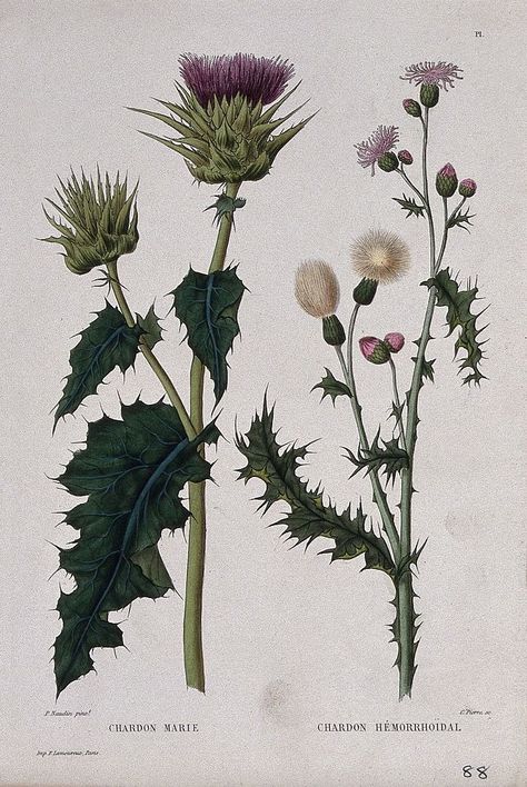 Download free image of Two plants, holy thistle (Silybum marianum) and Canada thistle (Cirsium arvense): flowering and fruiting stems. Coloured etching by C. Pierre, c. 1865, after P. Naudin. about thistle, silybum marianum, artichoke, holy thistle, and canada illustrations 13959347 Thistle Botanical Illustration, Thistle Art, Thistles Art, Free Vintage Printables, Thistle Flower, Celtic Symbols, Illustration Food, Vintage Printables, Floral Notes