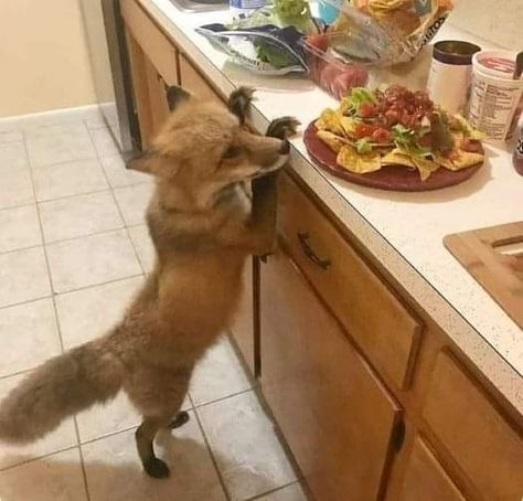 Funny Fox Pictures, Fox Memes, Fabulous Fox, Fox Sake, Fox Pictures, Fox Lover, Silly Cats Pictures, Pet Fox, Fox Art