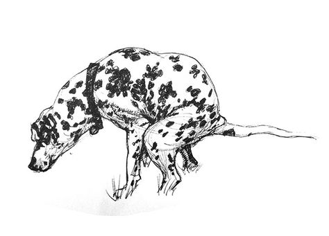 Dalmatian dog pooping sketch pen and ink Poop Drawing, Dog Pooping Drawing, Dog Attack Drawing, Dalmatian Drawing, Dalmatian Sketch, Bad Dog Sketch, Dalmatian Drawing Sketch, Dog Pooping Illustration, Ss Monogram