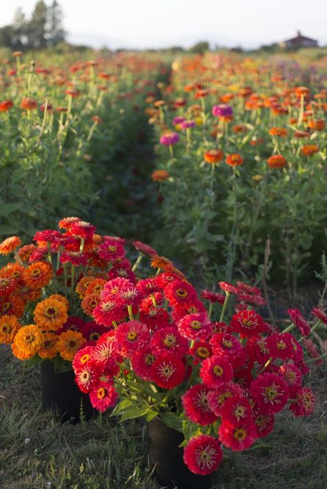 Zinnia: "Farm Stand Favorite" Truly, zinnias have to be one of the best annuals to grow. Not only do they shoot up from seed to flower with astounding spee Growing Zinnias, Doors Garden, Flowers In Pots, Cut Flower Farm, Sun Garden, Meteor Garden 2018, Garden Plans, Gardening 101, Cut Flower Garden