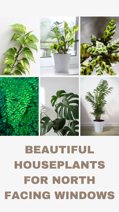 North Facing Window, Glamorous Bedroom, Best Houseplants, W Pics, North Facing House, Orchids In Water, Idea Bedroom, Snake Plant Care, Paint Bedroom