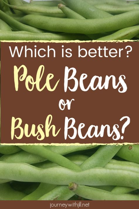 Want to grow green beans? You have to decide whether to plant pole beans or bush beans. Both have their pros and cons, but this will help you decide which is the best fit in your garden! #greenbeans #garden #beginnersgarden Grow Green Beans, Plant Pole, Growing Green Beans, Growing Beans, Bush Beans, Growing Greens, Pole Beans, Vintage Garden Decor, Fruit Garden