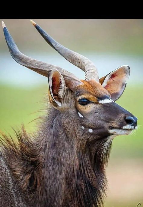 ** Nyala Antelope, Bongo Antelope, African Wildlife Photography, African Antelope, Bongos, Big Animals, African Wildlife, Animal Heads, African Animals