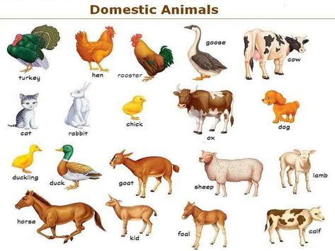 Learn English Vocabulary through Pictures : Farm/ Domestic Animals – ESL Buzz Young Ones Of Animals, Farm Animals List, Gender Of Animals, Animals Name With Picture, Wild Animals List, Animals List, Animal Pictures For Kids, Farm Animals Preschool, Animals Name In English