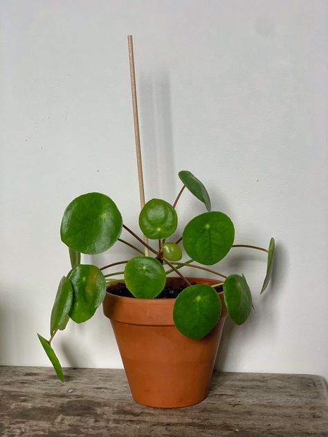 One of my baby pilea peperomioides that came from my adult one. This is one of my favorite plants because it grows SUPER fast & all it needs it sun & water regularly. Its an easy plant for beginners & it looks unique ! Pilea Plant Aesthetic, Plant For Beginners, Pilea Plant, Peperomia Plant, Pilea Peperomioides, Plant Tattoo, Sun Water, Plant Aesthetic, Easy Plants