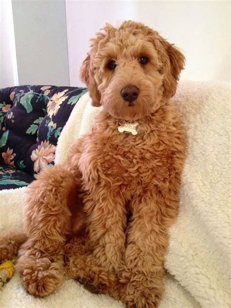 doodle puppy cut at DuckDuckGo Golden Doodle Pictures, Goldendoodle Full Grown, Goldendoodle Haircuts, Mini Golden Doodle, Goldendoodle Grooming, Puppy Haircut, Doodle Pictures, Mini Goldendoodle Puppies, Labradoodle Dogs