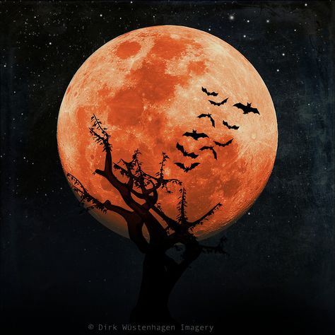 Spooky tree and bats against an orange full moon - photo illustration #halloween #spooky #bats Spooky Background, Helloween Wallpaper, Fall Backgrounds, Spooky Tree, Halloween Wallpaper Backgrounds, Orange Icons:), Orange Moon, Spooky Trees, Moon Wallpaper