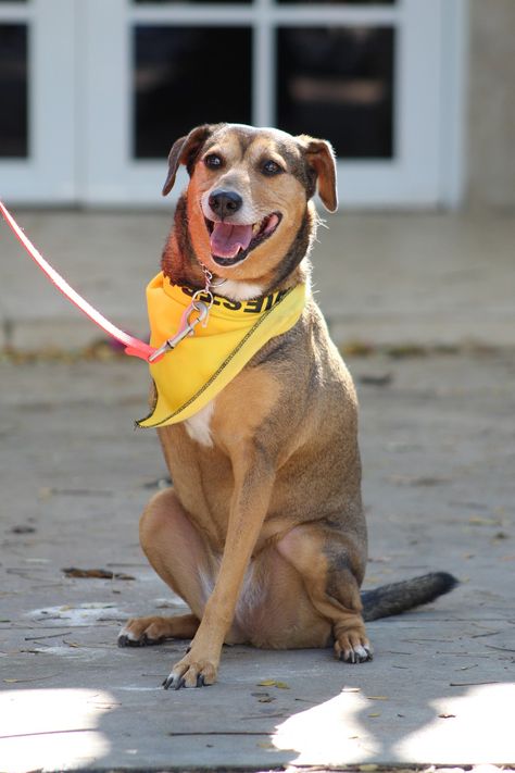 Disabled Dog Care, Dog Helping Human, Dogs Saving People, Dogs With Disabilities, Dog In Wheelchair, Dogs With Butterflies, James Herriot, Flea Control, Sick Dog