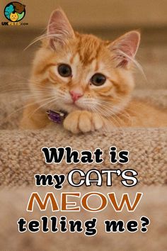 Cats meow because it's the language they use to communicate with humans. We do not exactly know what every meow means. Read on  to find out. #cat #catsandkittens#cats#kittens#catshealth#catcaretips#kittencaretips#catbehaviour#catmeow#catpurring Cat Pee Smell, Cat Guide, Cat Communication, Cat Urine Smells, Mean Cat, Cat Tips, Cat Language, Cat Purr, Cat Pee