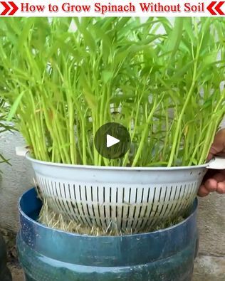 How to grow spinach without soil | Aeroponics, a soil-free technique that includes hanging plants in a mist of nutrient-rich water, can be used to grow spinach. Because it offers plenty of... | By Small Vegetable Garden | Facebook How To Grow Spinach, Grow Spinach, Small Vegetable Garden, Growing Spinach, Small Vegetable Gardens, Water Can, Hanging Plants, How To Grow, Vegetable Garden