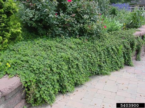 creeping raspberry - extremely drought & heat tolerant ground cover. red/bronze leaves in fall/winter - small sparse fruits. Creeping Raspberry, Ground Cover Plants, Small White Flowers, Bramble, Trees And Shrubs, Ground Cover, Drought Tolerant, Fast Growing, Healthy Plants