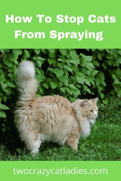 Ahh� a spraying cat is the worst! Anyone who�s smelled cat spray will attest to that. So what can we do to stop cats from spraying? Well, I�ll tell you first what not to do first: Do NOT punish them! How To Stop A Cat From Spraying, Cat Deterrent Spray, Cat Deterrent, Scones Recipe, Cat Dander, Cat Spray, Natural Cat, Cat Parenting, Outdoor Cats