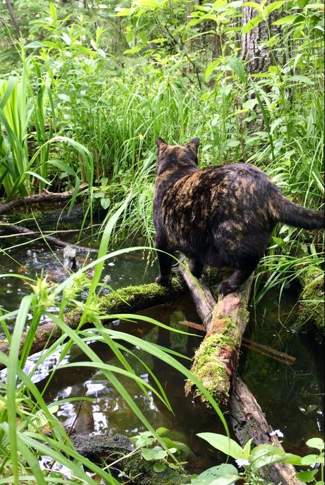 #garden #pond #cat Frog Ponds Backyard, Pond At Night, Pond Aesthetic, Inspo Drawing, Frog Habitat, Frog Pond, Oc Inspo, Cottage In The Woods, Garden Pond