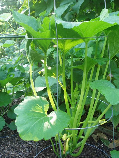 Growing Zucchini in Small Spaces By simply using an inverted (aka upside-down) tomato cage, you can train your zucchini leaves to grow straight up!  This leaves the bottom of the plant (where the zucchini's grow) open and makes it easy to see the fruit growing.  Great Idea! Veggies Garden, Growing Zucchini, Plants Growing, Garden Life, Tomato Cages, Garden Veggies, Veg Garden, Have Inspiration, Vegetable Gardening