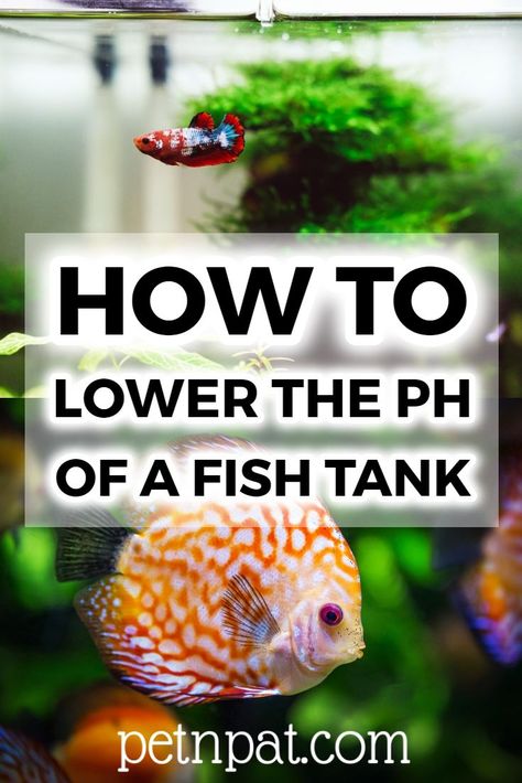 3 Natural Methods To Lower The pH In Your Aquarium  #fish #fishtank #tank #aquarium #tropicalfish #pets #animals Fish Tank Themes, Cool Fish Tanks, Tropical Fish Tanks, Tropical Fish Aquarium, Pet Essentials, Fresh Water Fish Tank, Fish Breeding, Fish Tank Accessories, Betta Fish Tank