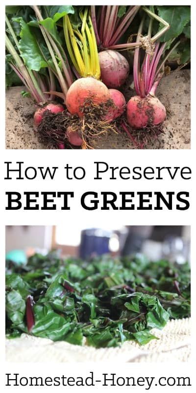 Preserving Beets, Preserve Beets, Beets Canning, Freezing Beets, Harvest Beets, Beet Green Recipes, Canned Pickled Beets, Canning Beets, Preserving Vegetables