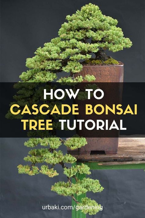 How To Make Bonsai Plants, Bonsai Growing, Types Of Bonsai Trees, Cypress Bonsai, Cascading Bonsai, Cascade Bonsai, Garden Bonsai Tree, Bonsai Diy, Bonsai Pruning