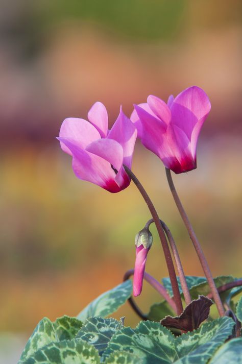 Cyclamen Flower Aesthetic, Cyclamen Persicum, Cyclamen Flower, When To Plant, Wild Flower Meadow, Pink Nature, Summer Plants, Buy Plants, Growing Seeds