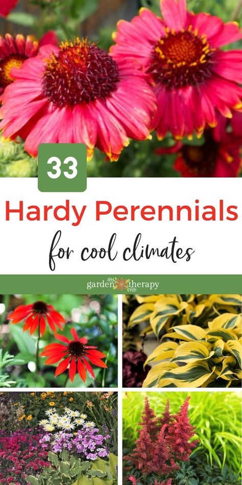 These Hardy Perennials are the Toughest on the Block - Garden Therapy Posts For Facebook, Facebook Engagement Posts, Garden Therapy, Engagement Posts, Facebook Engagement, Low Maintenance Landscaping, Low Maintenance Garden, Wildflower Garden, French Floral