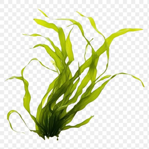 Seaweed Animation, Kelp Photography, Ocean Png Aesthetic, Algae Aesthetic, Fake Seaweed, Sea Plants Underwater, Plant White Background, Fish References, Drawing Fundamentals