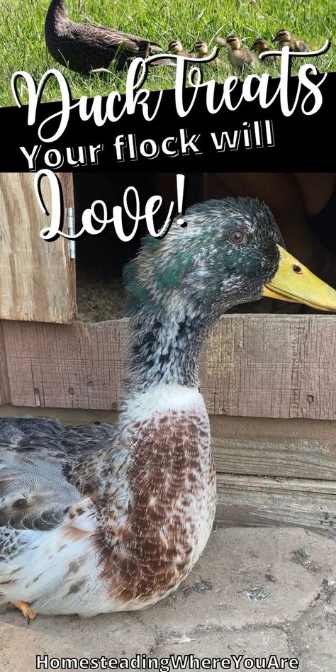 Duck Coop Accessories, Duck Treats Ideas, Diy Duck Food, Duck Treats Homemade, Snacks For Ducks, Homemade Duck Feed, Duck Essentials, Duck Waterer No Mess, Fantasy Farmer