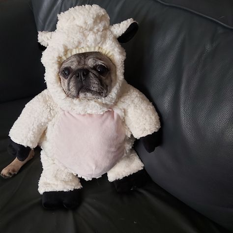 SMALL Dog pet rabbit bunny costume Easter, party by MamasPets on Etsy Easter Egg Costume, Sheep Costume, Sheep Costumes, Easter Costume, Dress Up Party, Pet Ducks, Bunny Costume, Pet Bunny, Up Party