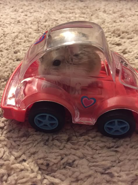 Pfp Hamster, Hamster Pfp, Aesthetic Hamster, Hamster Tattoo, Hamster Aesthetic, Rats Cute, Hamster Drawing, Hamster Pics, Hamster Ball